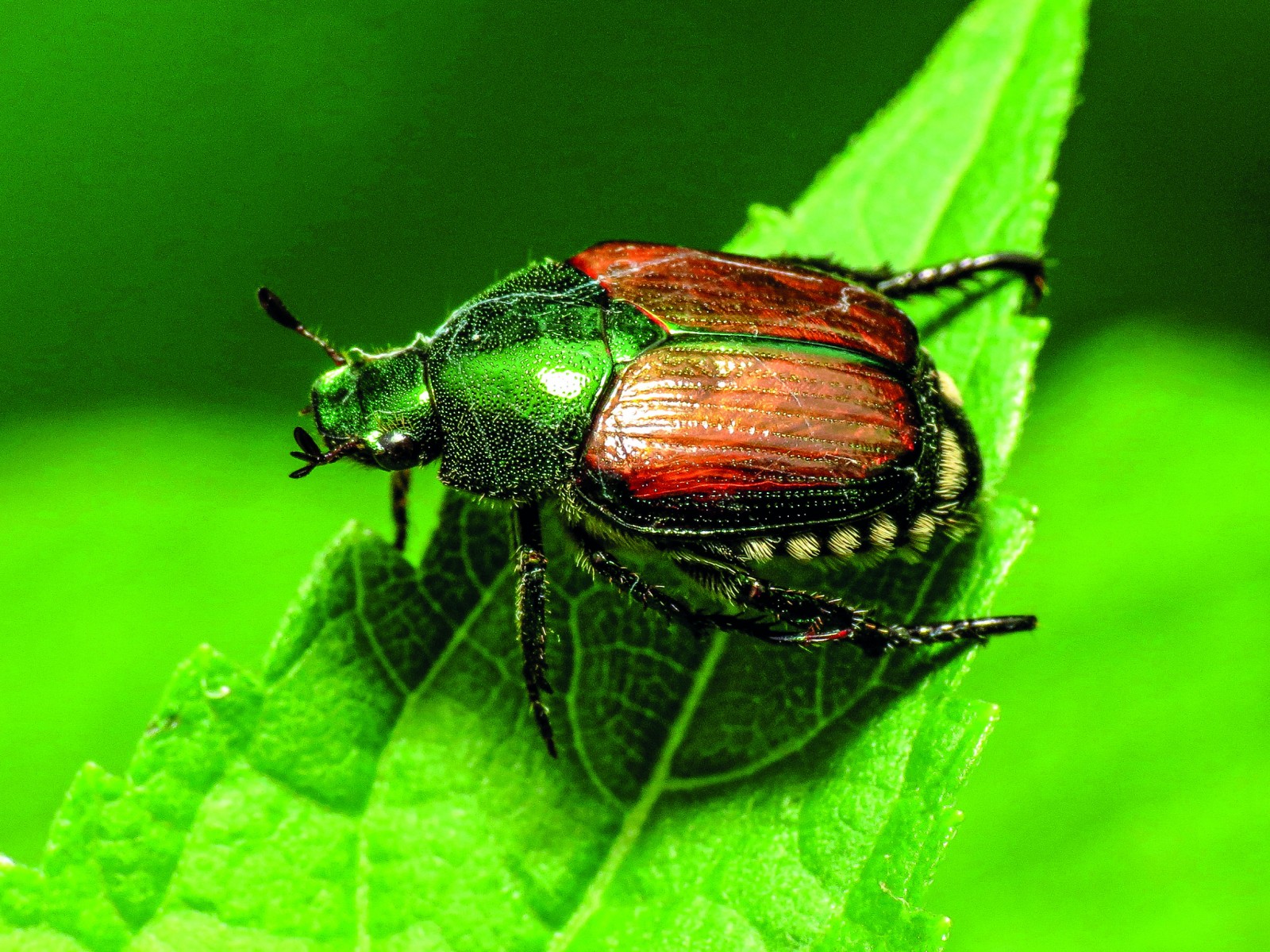 Popoti Insecte Popillia Japonica: chi sarà mai?